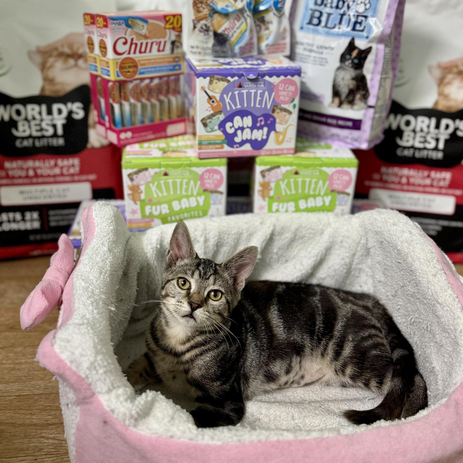 A baby small-sized female Tabby (Gray / Blue / Silver) Tabby cat named Pigeon Fuzz for adoption in Long Island City, NY