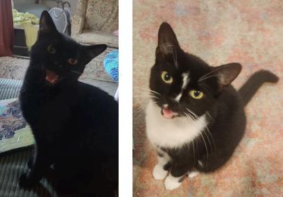 A young medium-sized female Black Domestic Short Hair cat named Lola & Lizzy for adoption in Soddy Daisy, TN