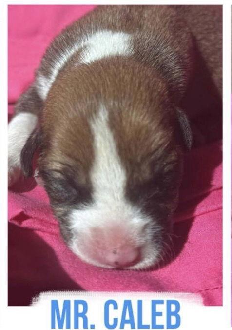 Mr. Caleb