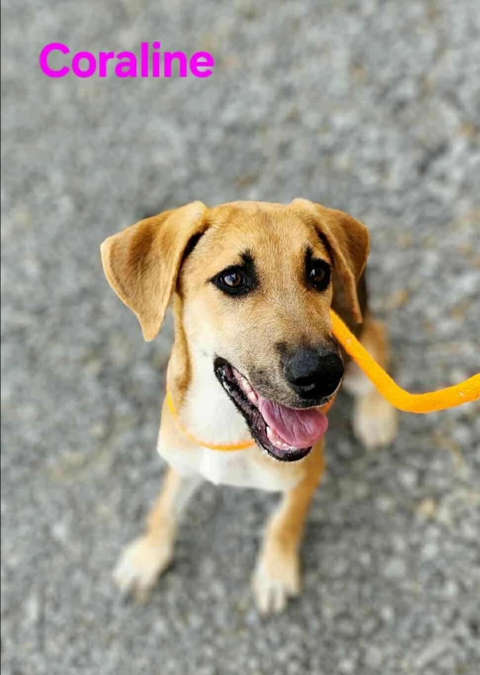 Coraline
