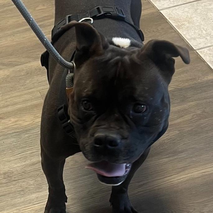 An adult medium-sized male Black Pit Bull Terrier dog named Baboo for adoption in Canyon, TX