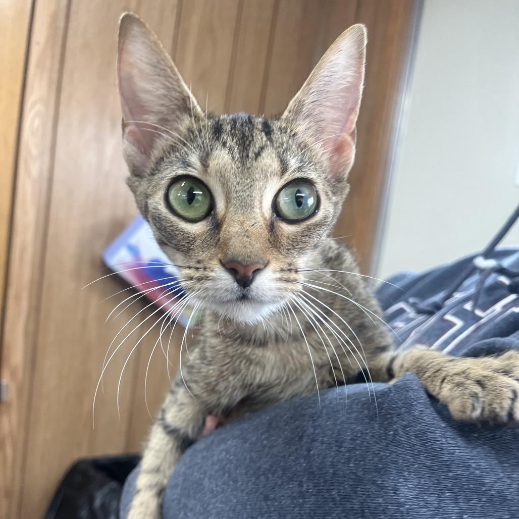 A young medium-sized female Brown / Chocolate Domestic Short Hair cat named Harmony for adoption in Columbiana, AL