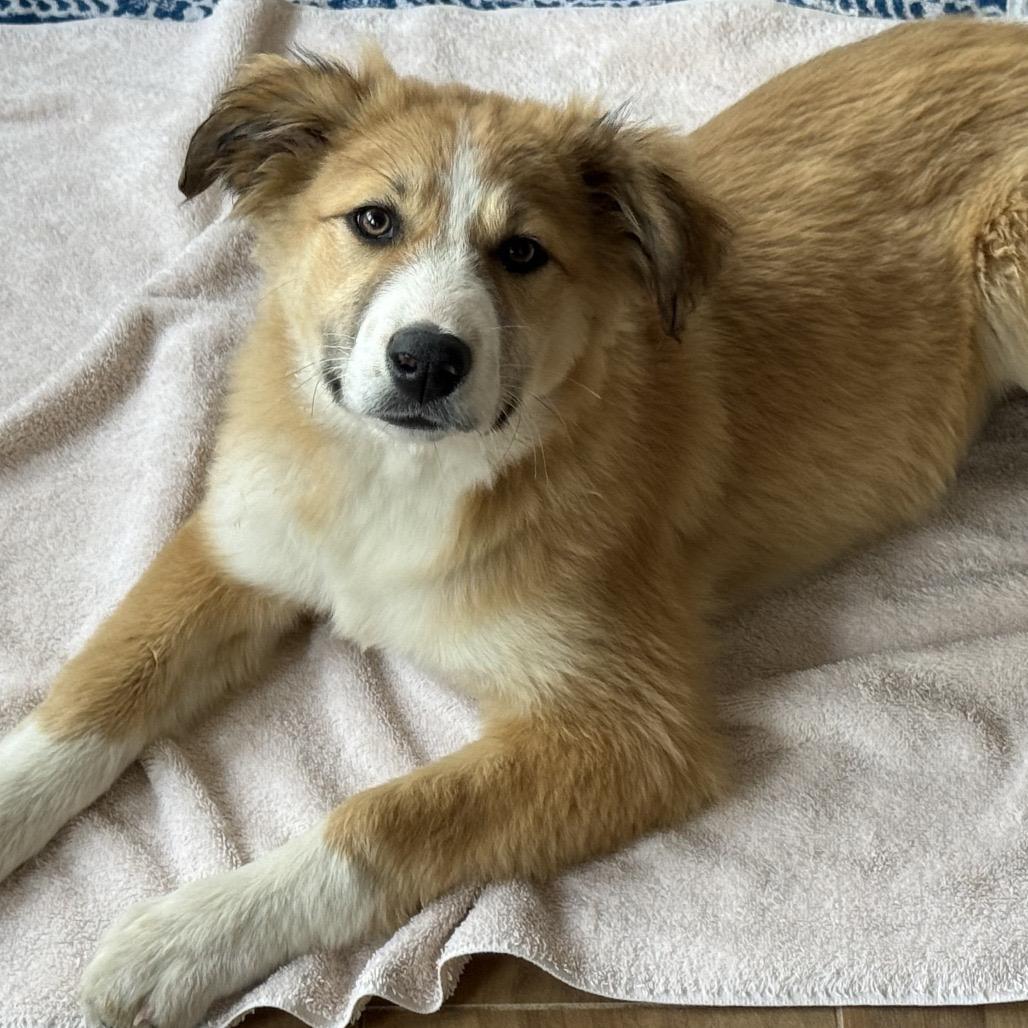 Sweet Tooth Pup: Baby