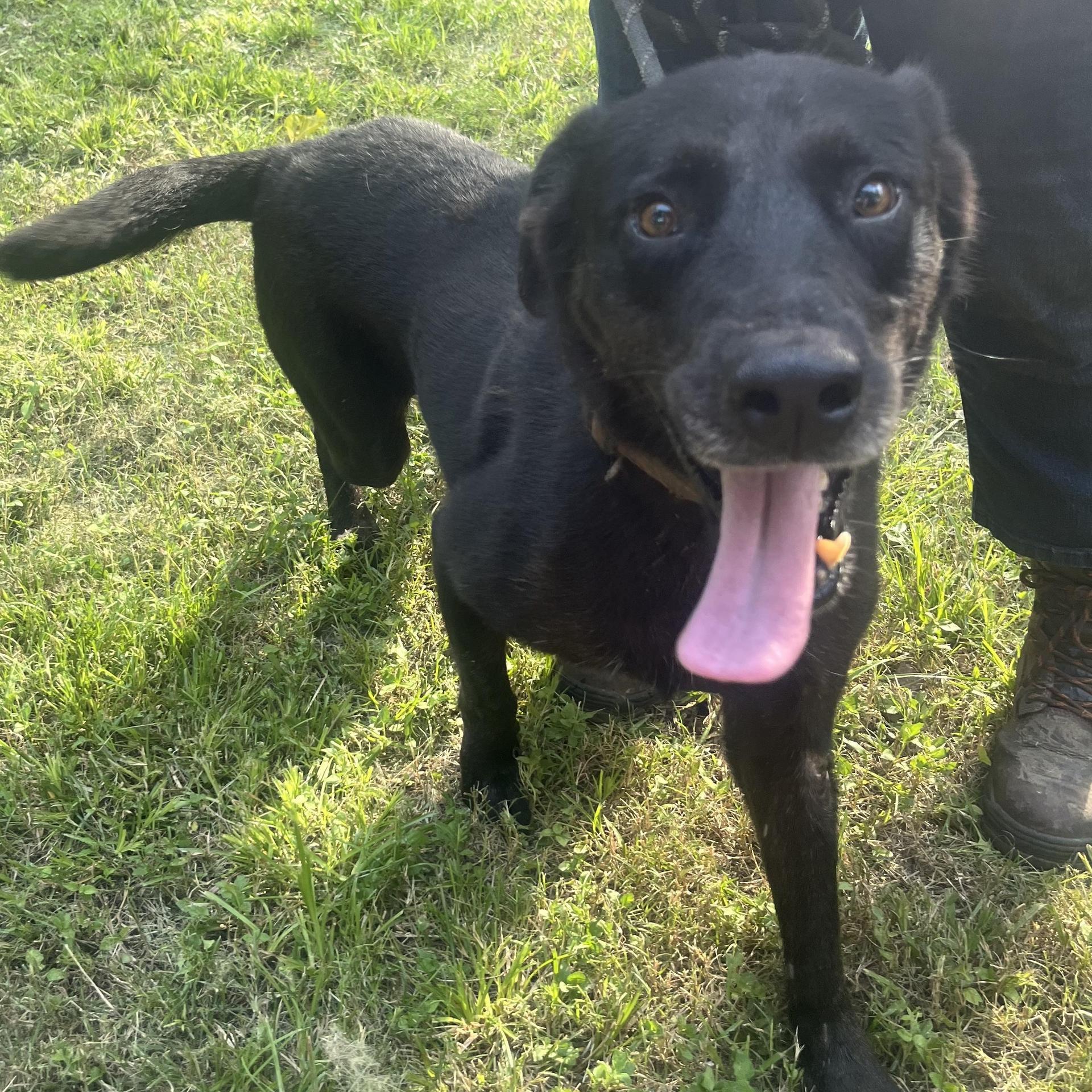 An adult medium-sized male Black Labrador Retriever dog named King for adoption in Spring, TX