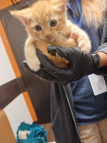 A baby small-sized male Domestic Short Hair cat named Bashful for adoption in Atlanta, GA