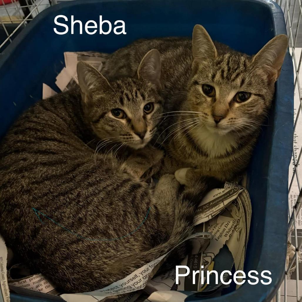 Sheba