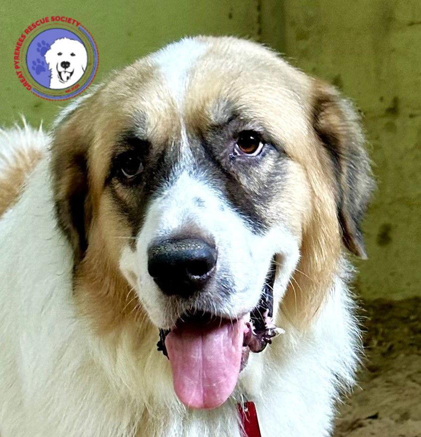 An adult large-sized male White / Cream Great Pyrenees dog named Aquilla for adoption in Spring, TX