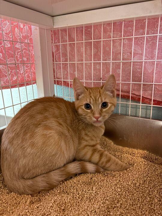 A baby small-sized male Domestic Short Hair cat named Citrine for adoption in Bothell, WA