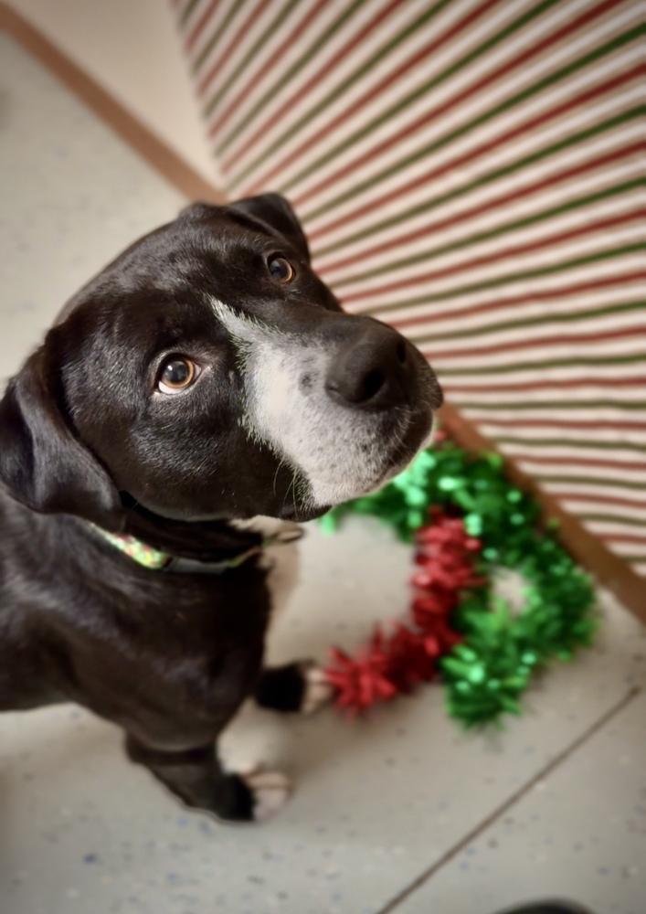 An adult large-sized male Tricolor (Brown, Black, & White) Mixed Breed dog named Snoopy for adoption in Rochester, IN
