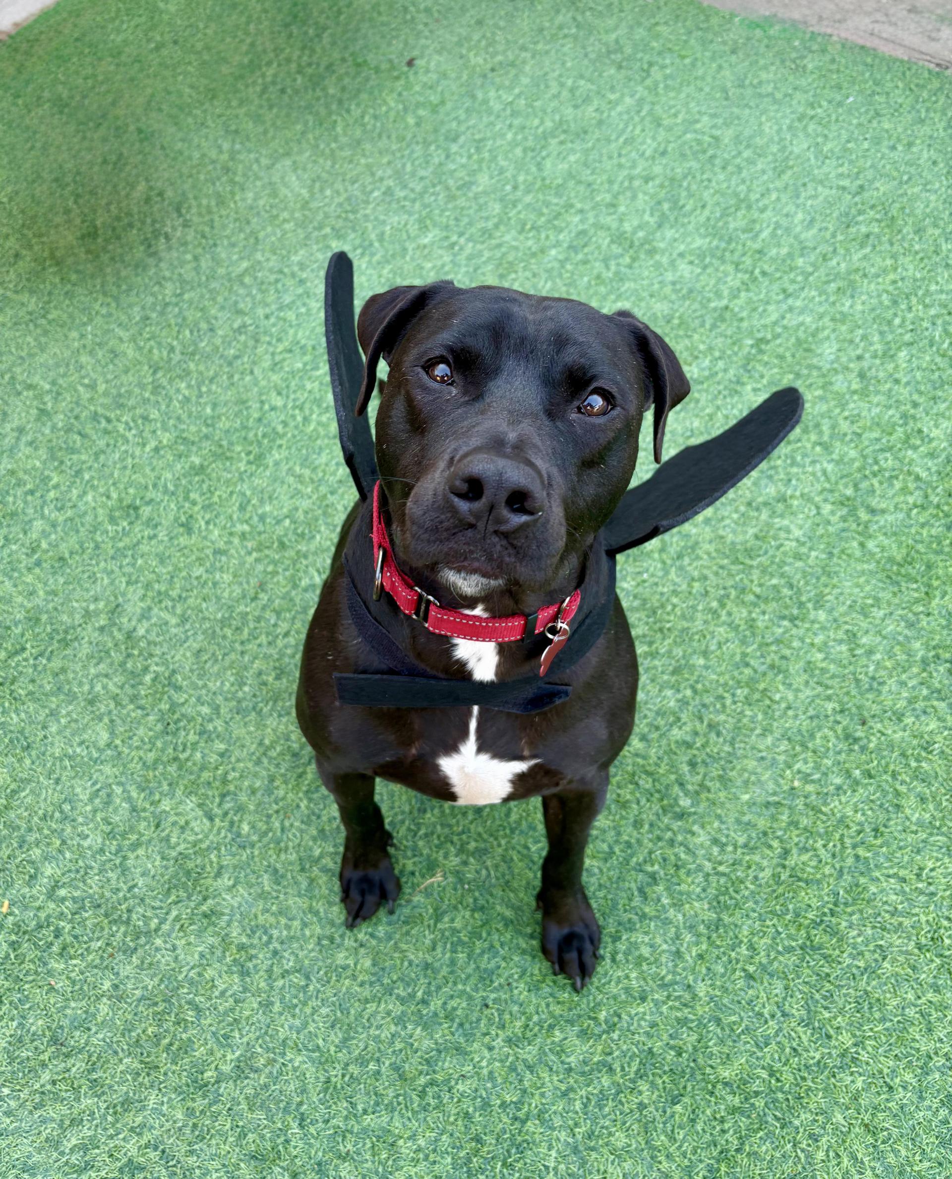 An adult medium-sized male Black Labrador Retriever dog named Lazarus "cutie Pie for adoption in Houston, TX