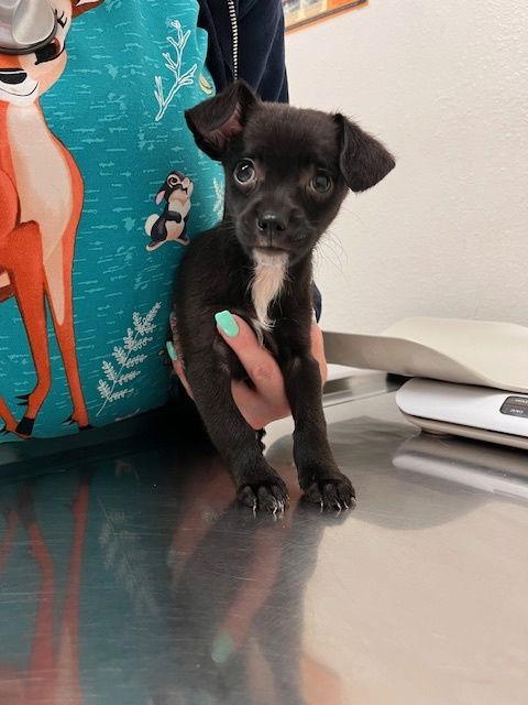 Brooks Of Brooks And