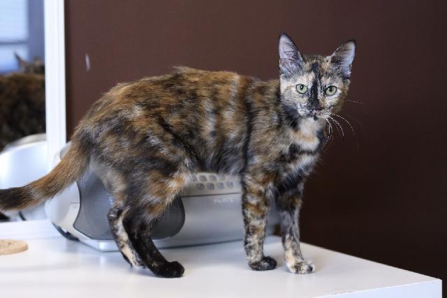 Pebbles – Gorgeous Tortoiseshell