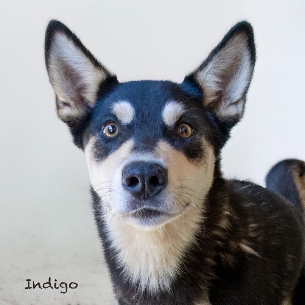 Indigo photo 1