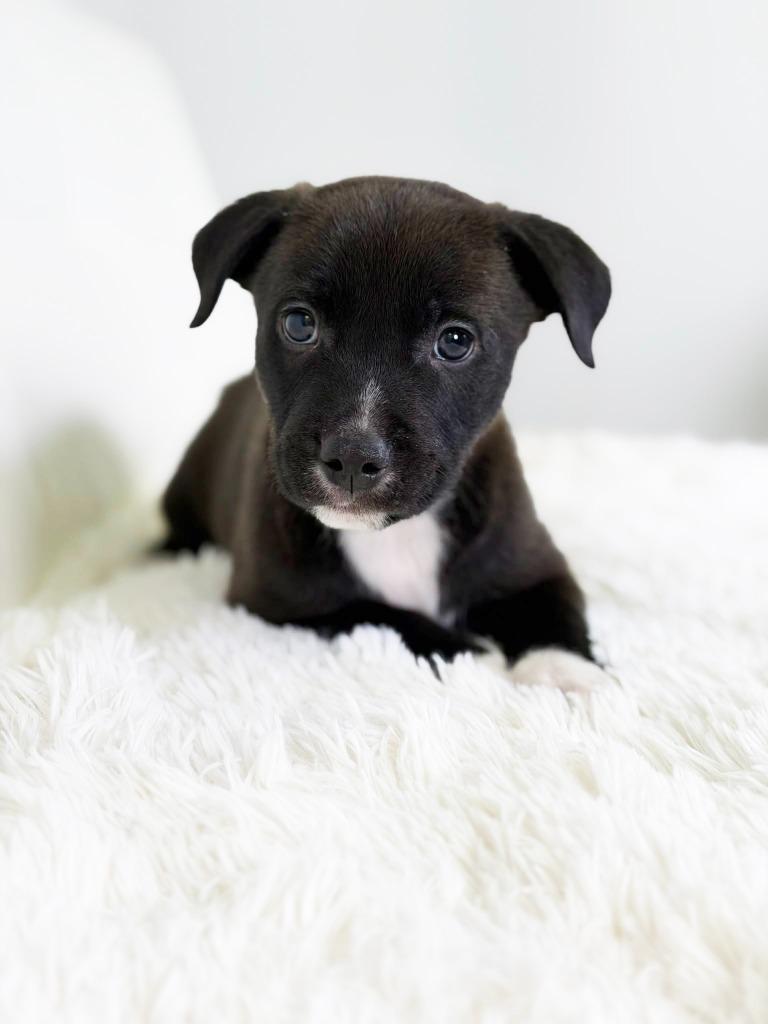 Cookie Litter Peanut