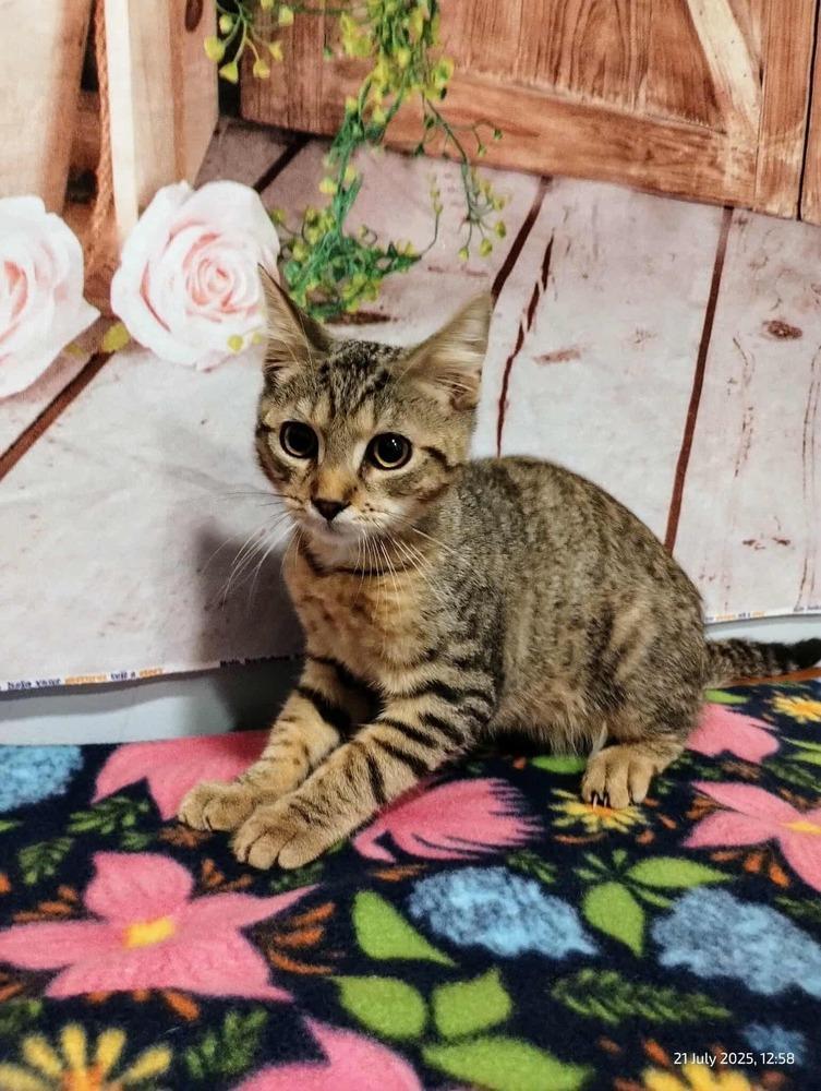 Rikki Tikki Tavi photo 1