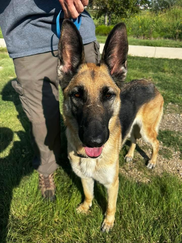 A young large-sized female Tricolor (Brown, Black, & White) German Shepherd Dog dog named Rory for adoption in Greeneville , TN