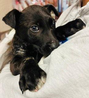 Chandler {coming Soon}