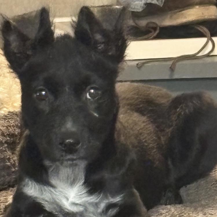 A baby medium-sized female Collie dog named Nikki for adoption in Medfield, MA