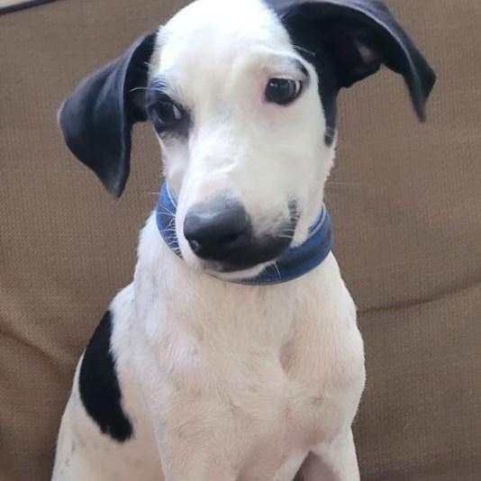 Estrella "sweet & Beautiful!"