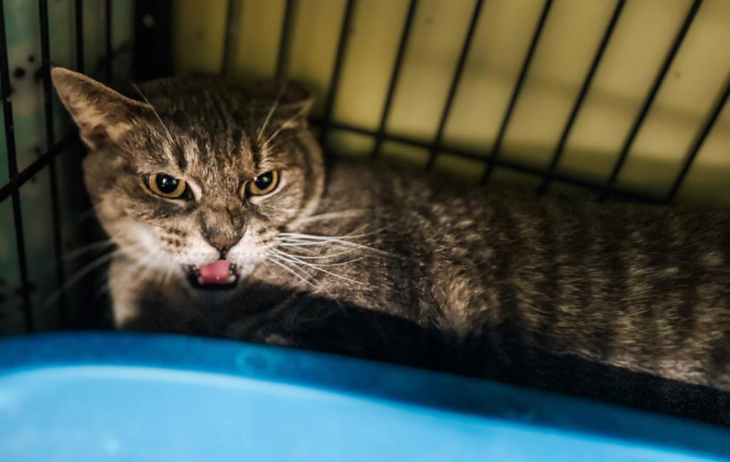 Tequila Lime photo 1