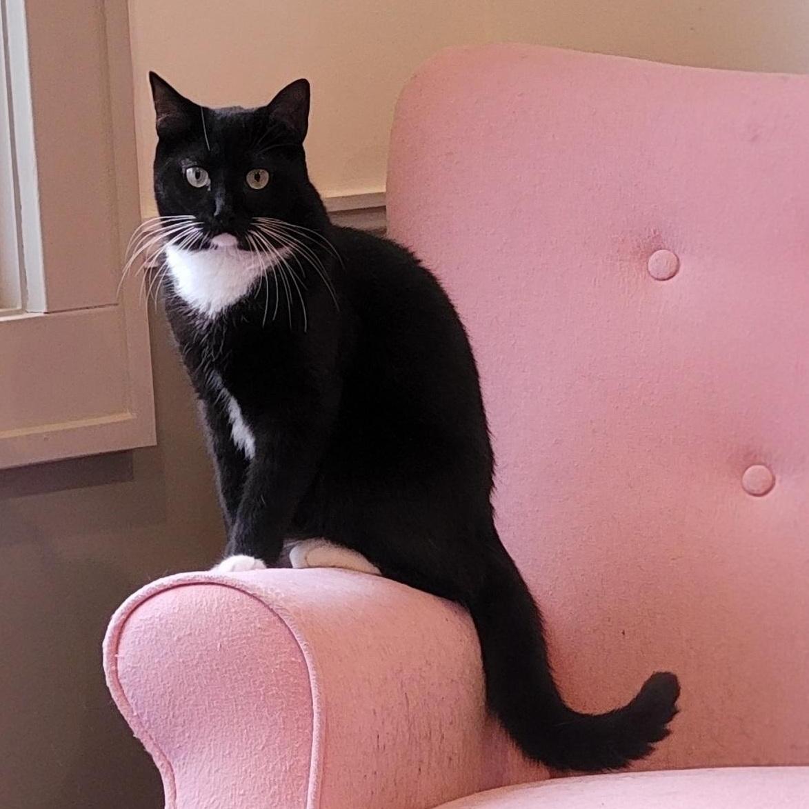 An adult medium-sized male Black & White / Tuxedo Domestic Short Hair cat named Ricky for adoption in Wyandotte, MI