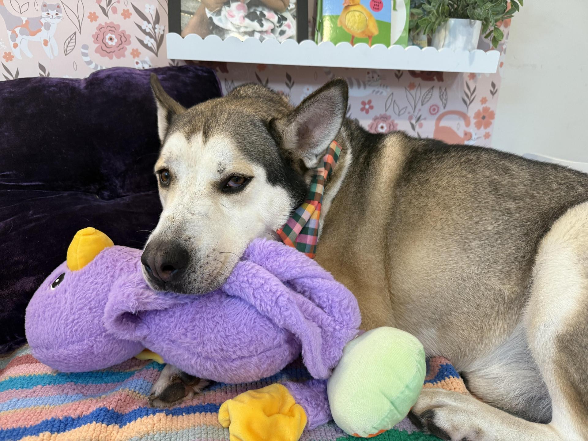 An adult large-sized male Gray / Blue / Silver Husky dog named Louis for adoption in Houston, TX