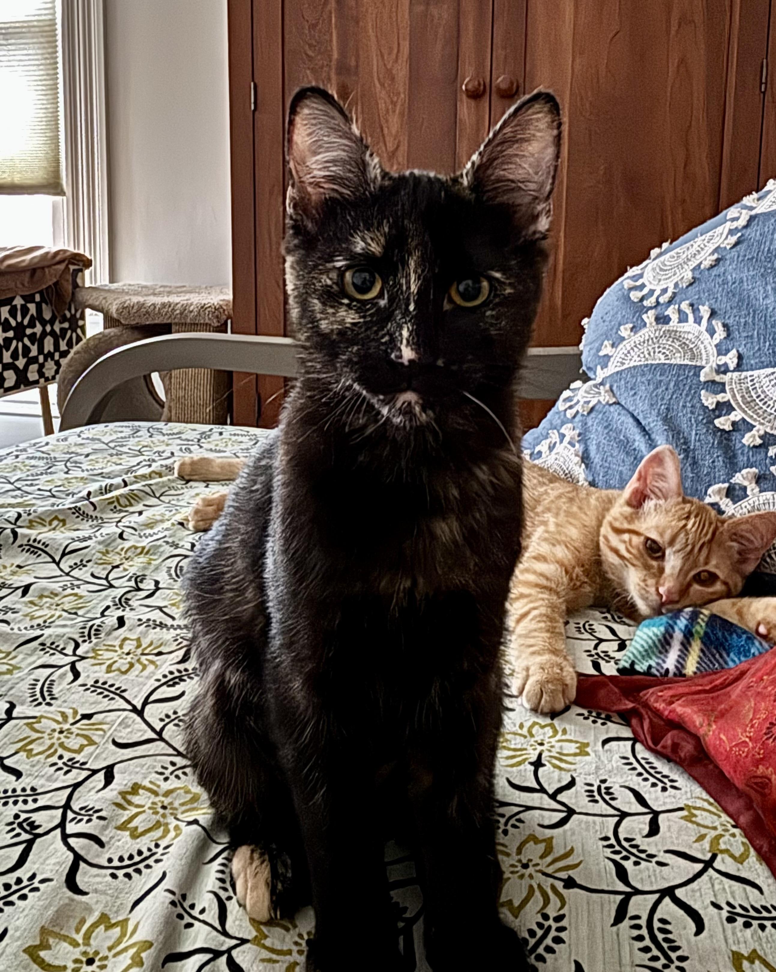 Atlas & Stella Special