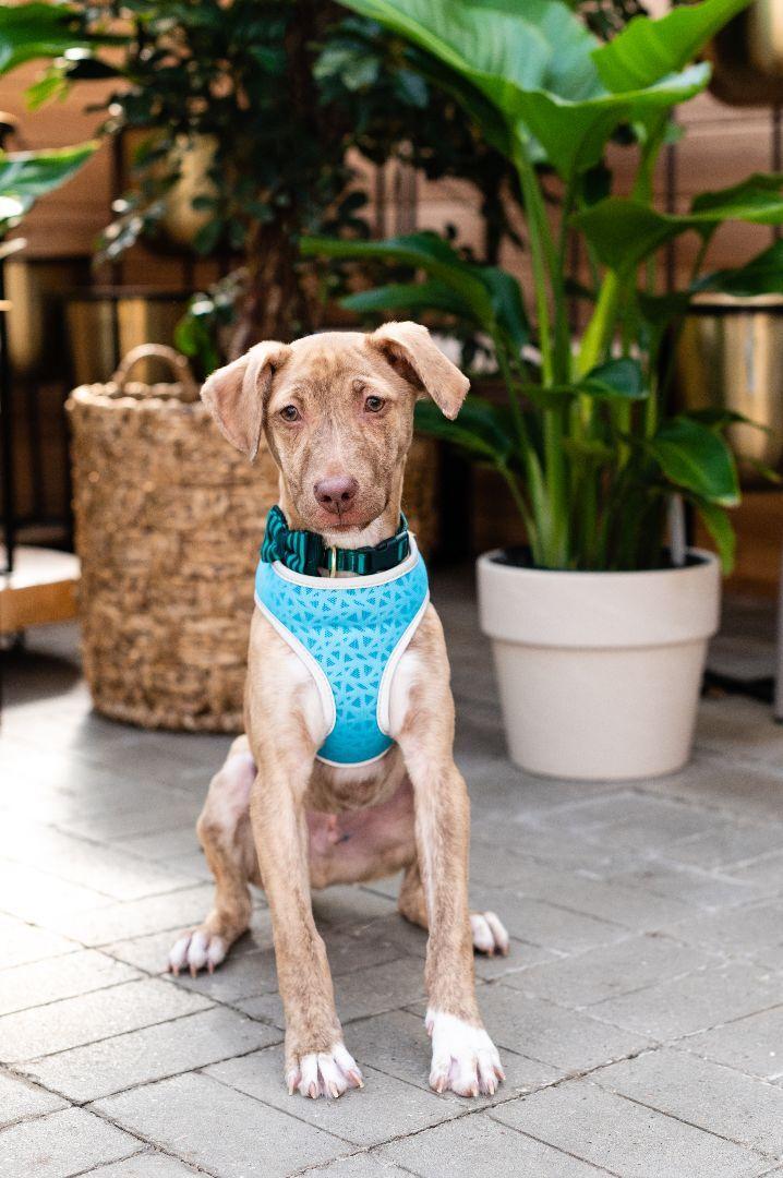 An adult medium-sized male Brindle Terrier dog named Ollie for adoption in Farmington, MN