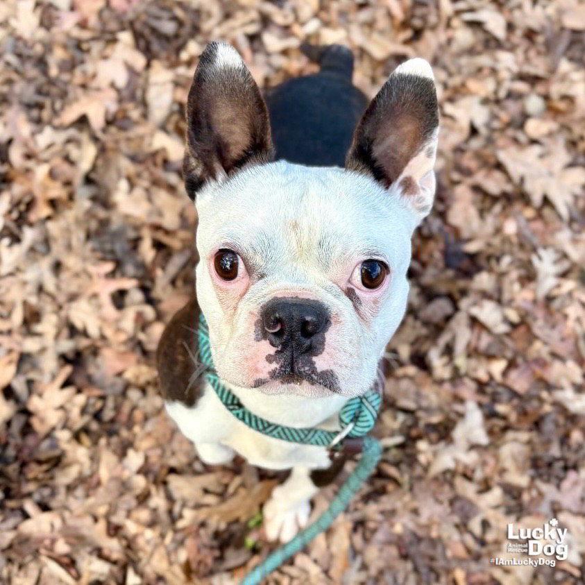 Figgy Pudding photo 1