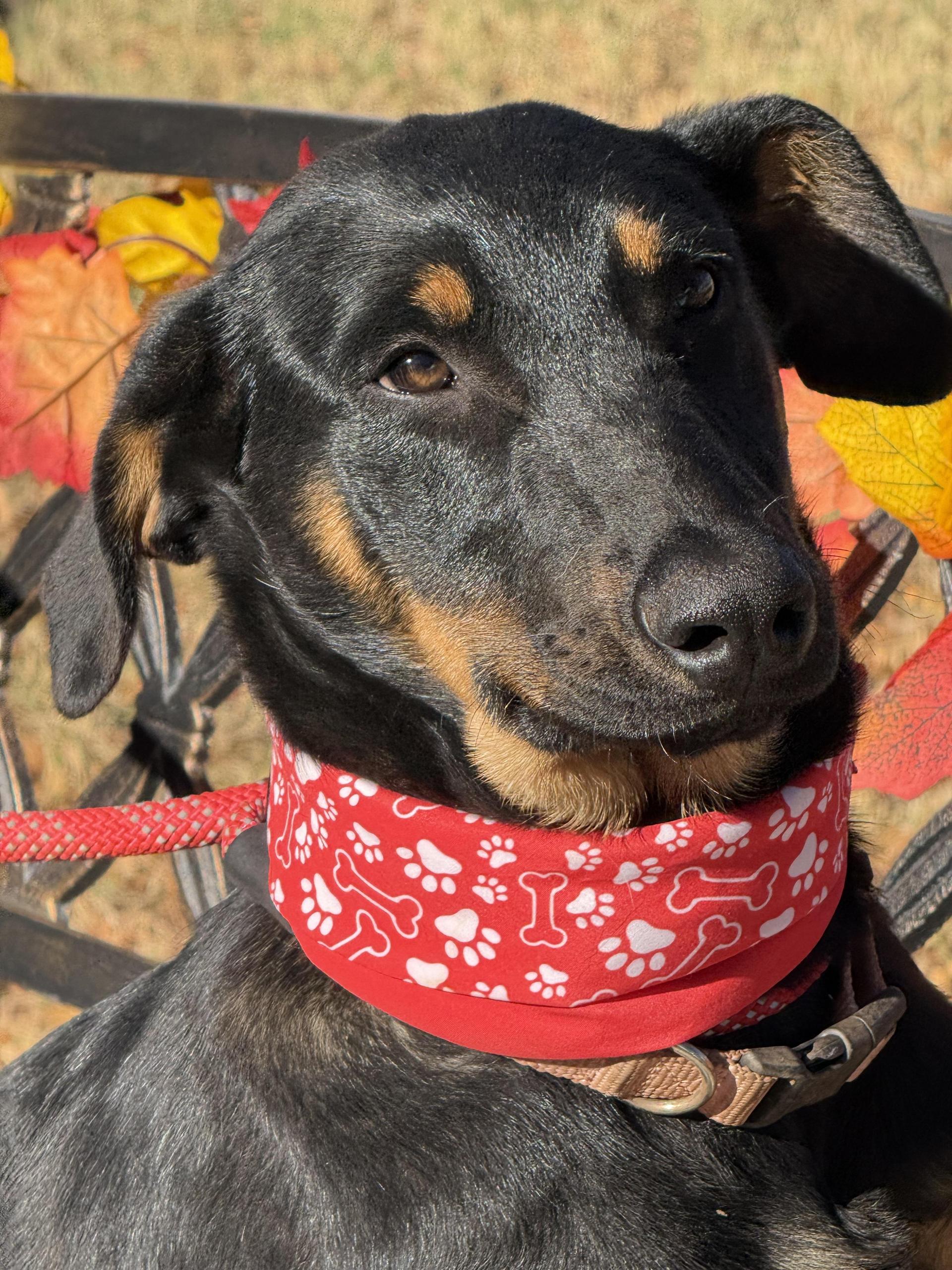 Nova
