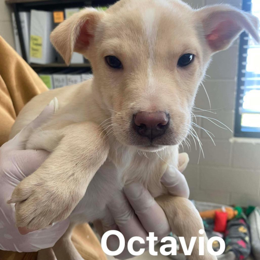 Octavio