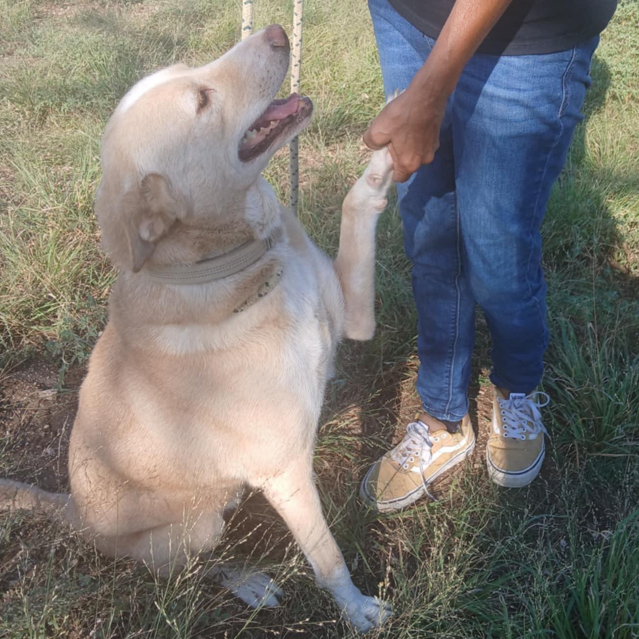 A young medium-sized female Mixed Breed dog named Pilar > for adoption in Spring, TX
