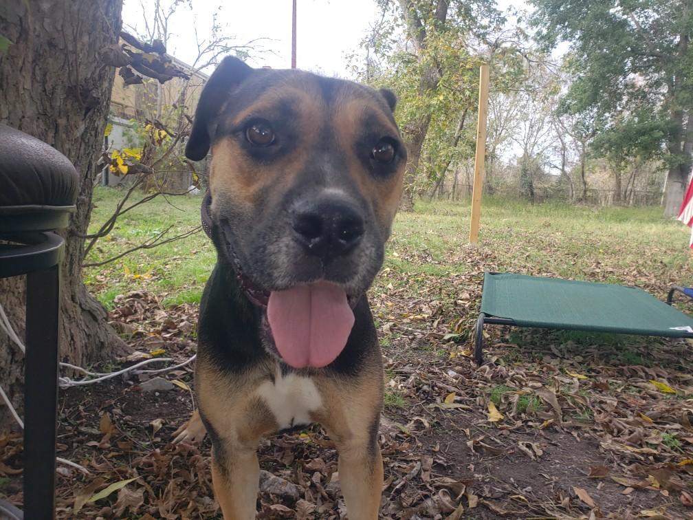 An adult large-sized male Black Rottweiler dog named Trucker for adoption in Houston, TX