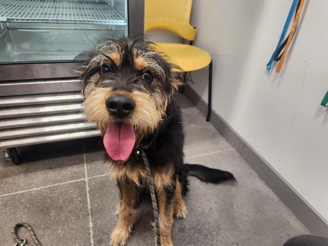 Phytoplankton photo 1