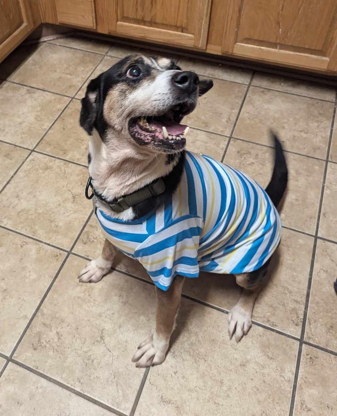 An adult medium-sized male Tricolor (Brown, Black, & White) Hound dog named Gunner for adoption in Zuni, VA