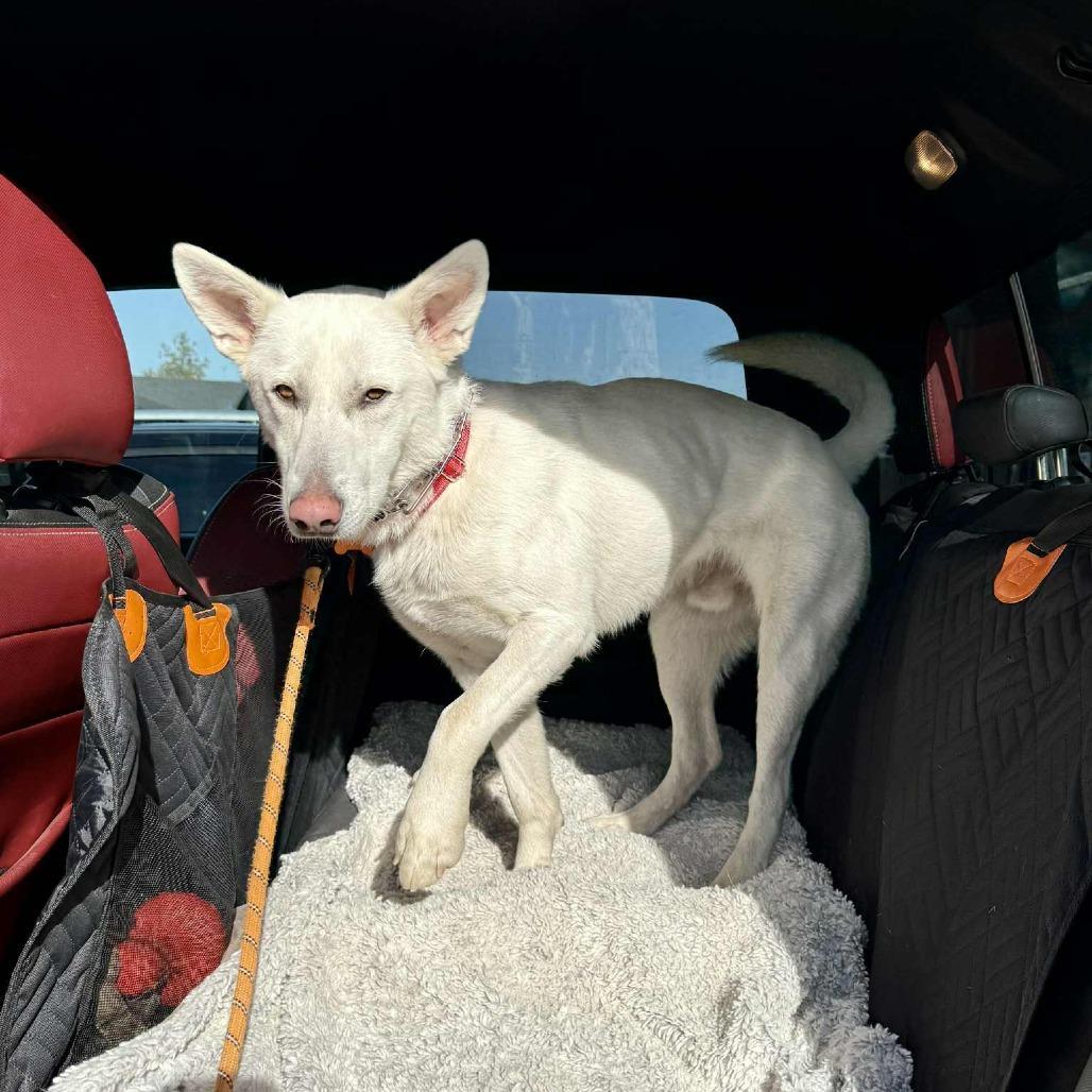 A young medium-sized male White / Cream White German Shepherd dog named Loki for adoption in Bend, OR