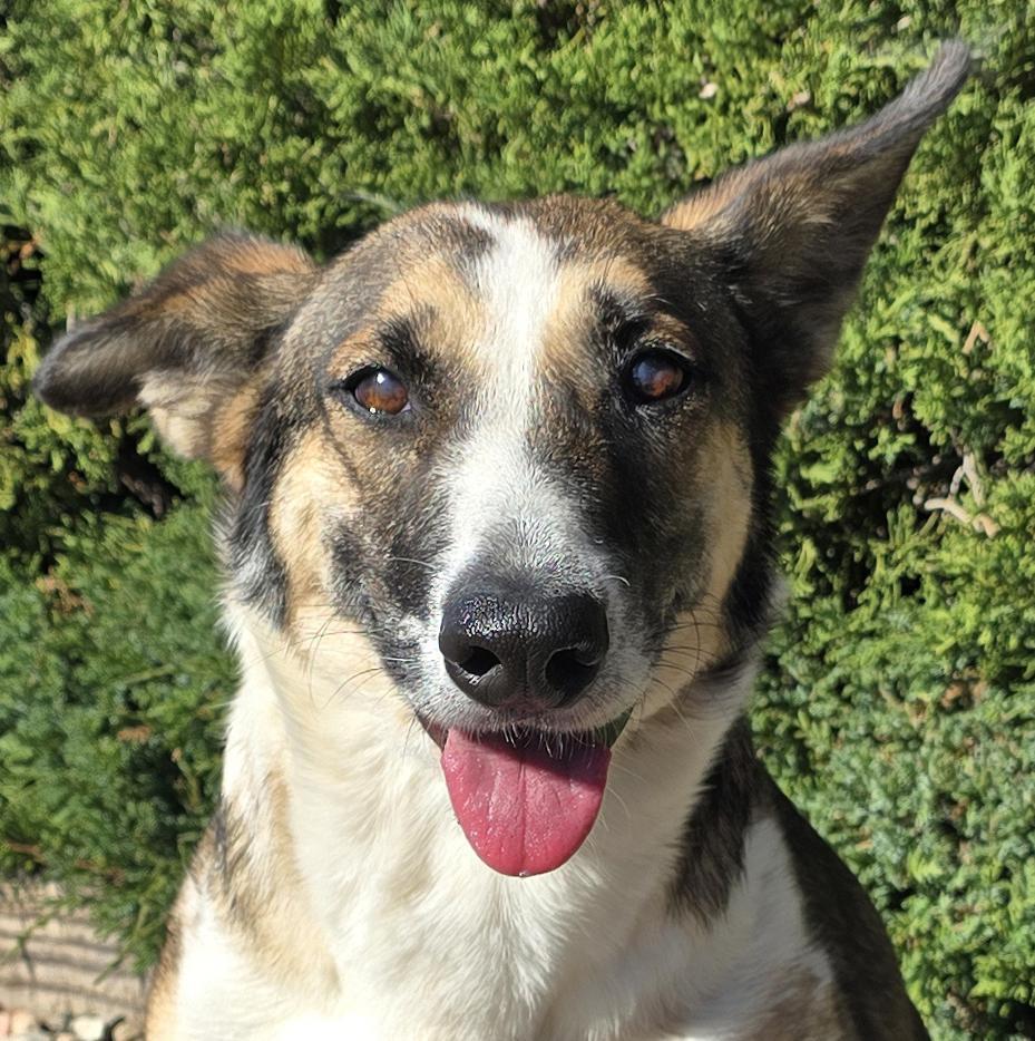 Scintillating Ms Shay ~