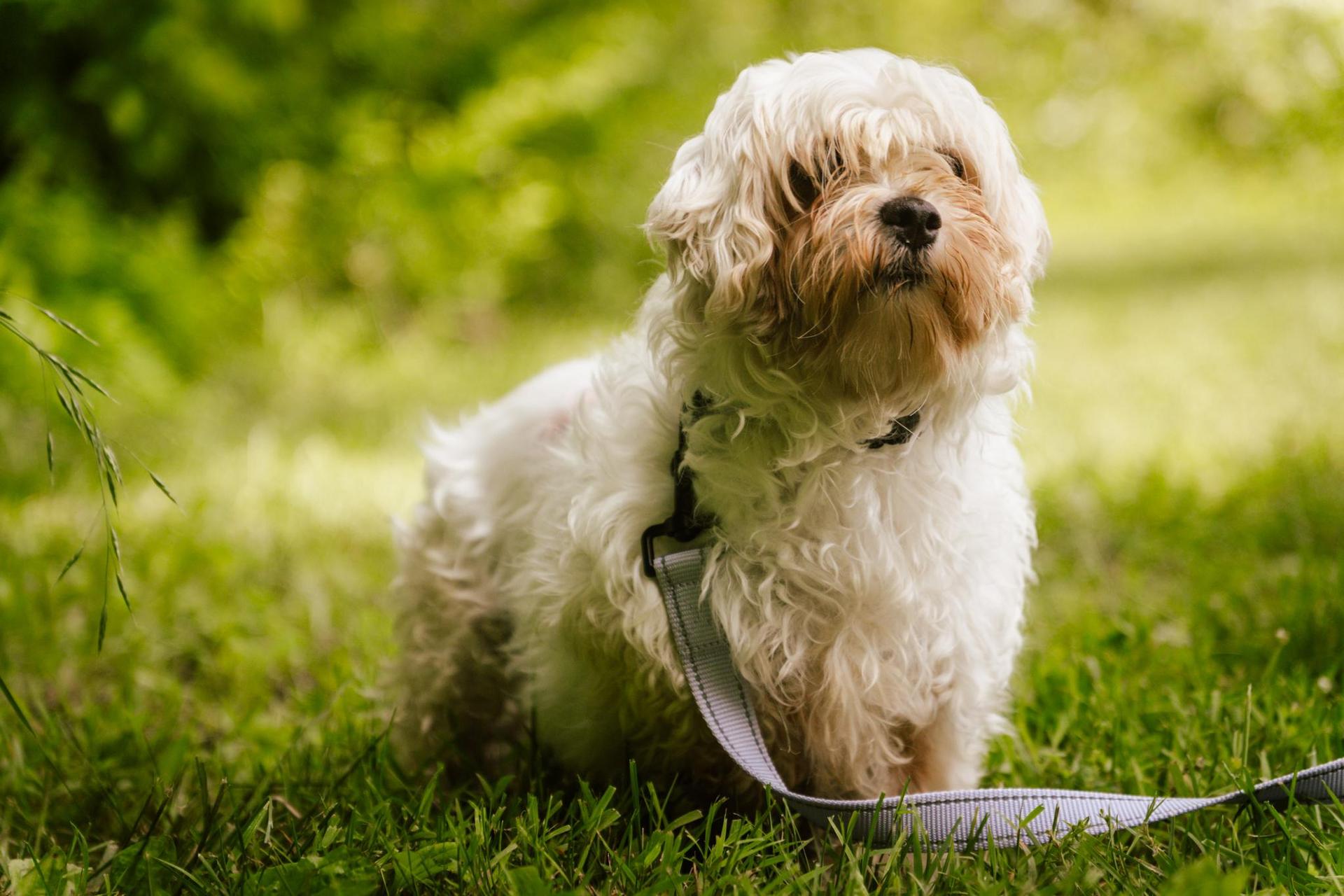 An adult small-sized female White / Cream Maltese dog named Tulip Transport for adoption in Gradyville, KY