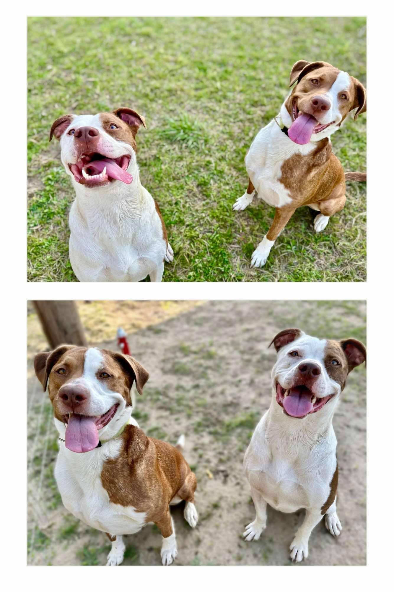 An adult medium-sized male Patterdale Terrier / Fell Terrier dog named Luchee & Eli for adoption in Minneapolis, MN