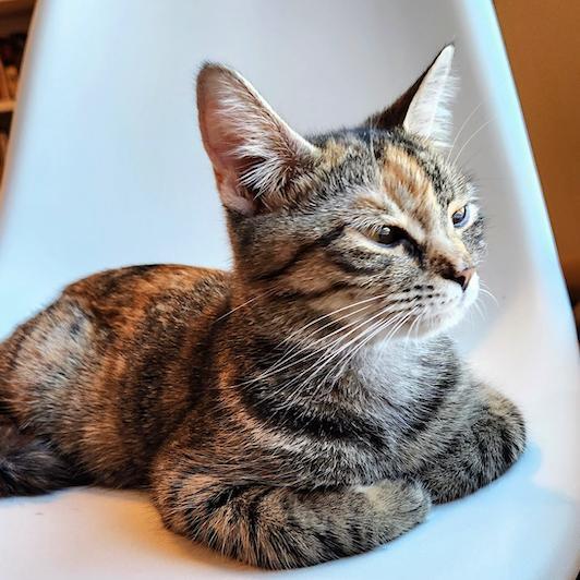 An adult medium-sized female Torbie Domestic Short Hair cat named Elderberry for adoption in Chapel Hill, NC