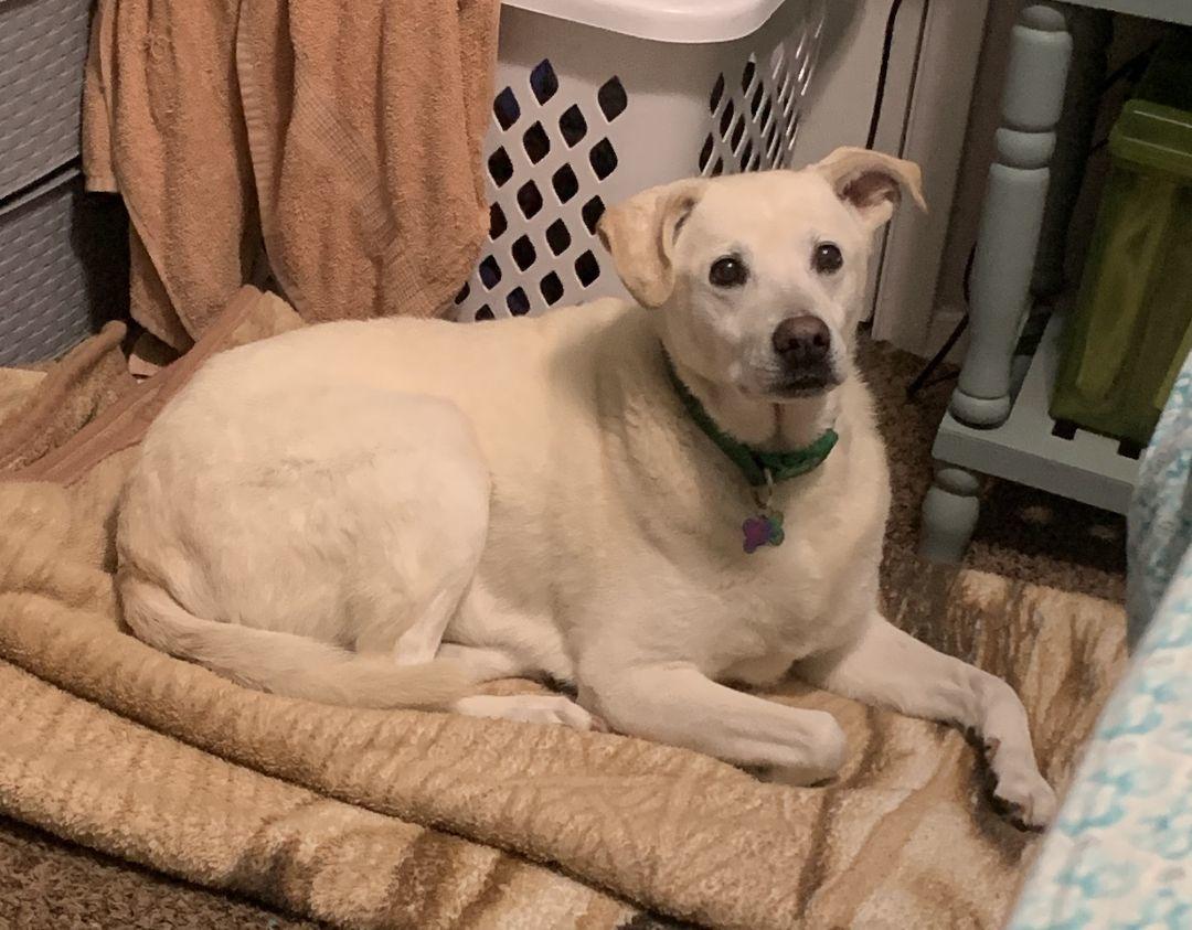 Misty Courtesy Listing