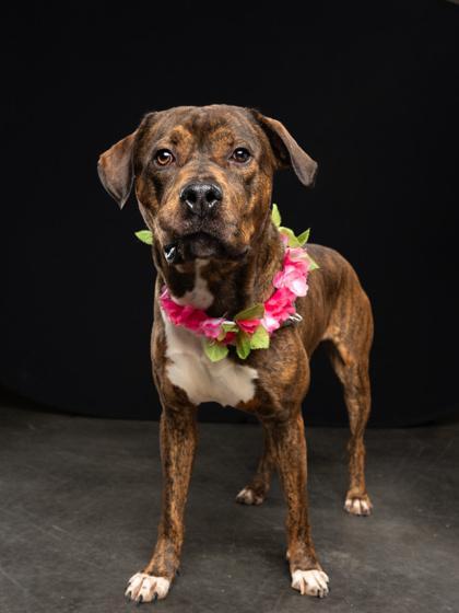 An adult large-sized male Mixed Breed dog named Geode for adoption in Atlanta, GA