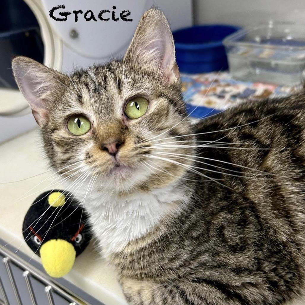 Gracie