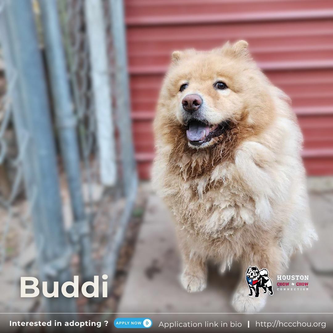 A senior large-sized male Yellow / Tan / Blond / Fawn Chow Chow dog named Buddi for adoption in Houston, TX