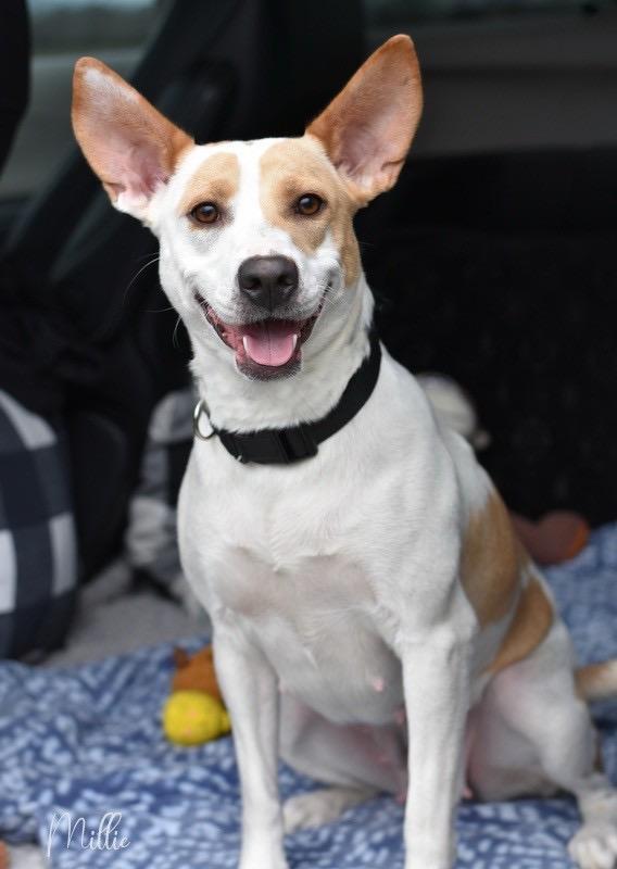 An adult medium-sized female White / Cream Pit Bull Terrier dog named Millie for adoption in Conroe, TX