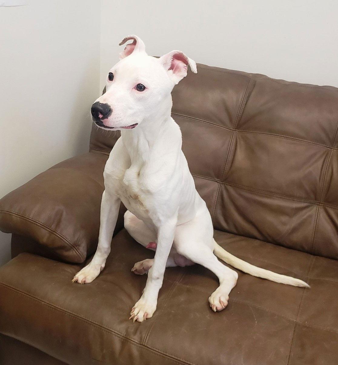 Ollie Prison Program