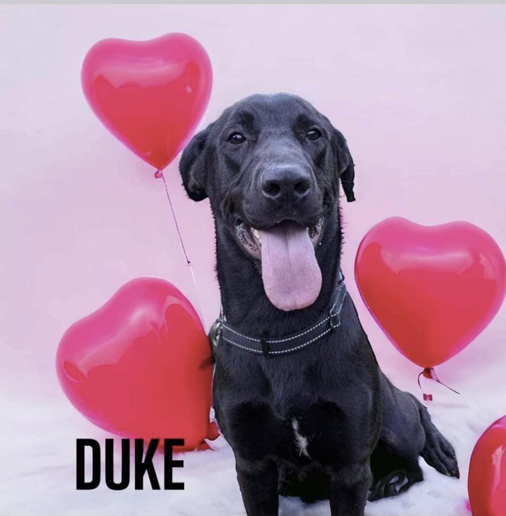 Duke