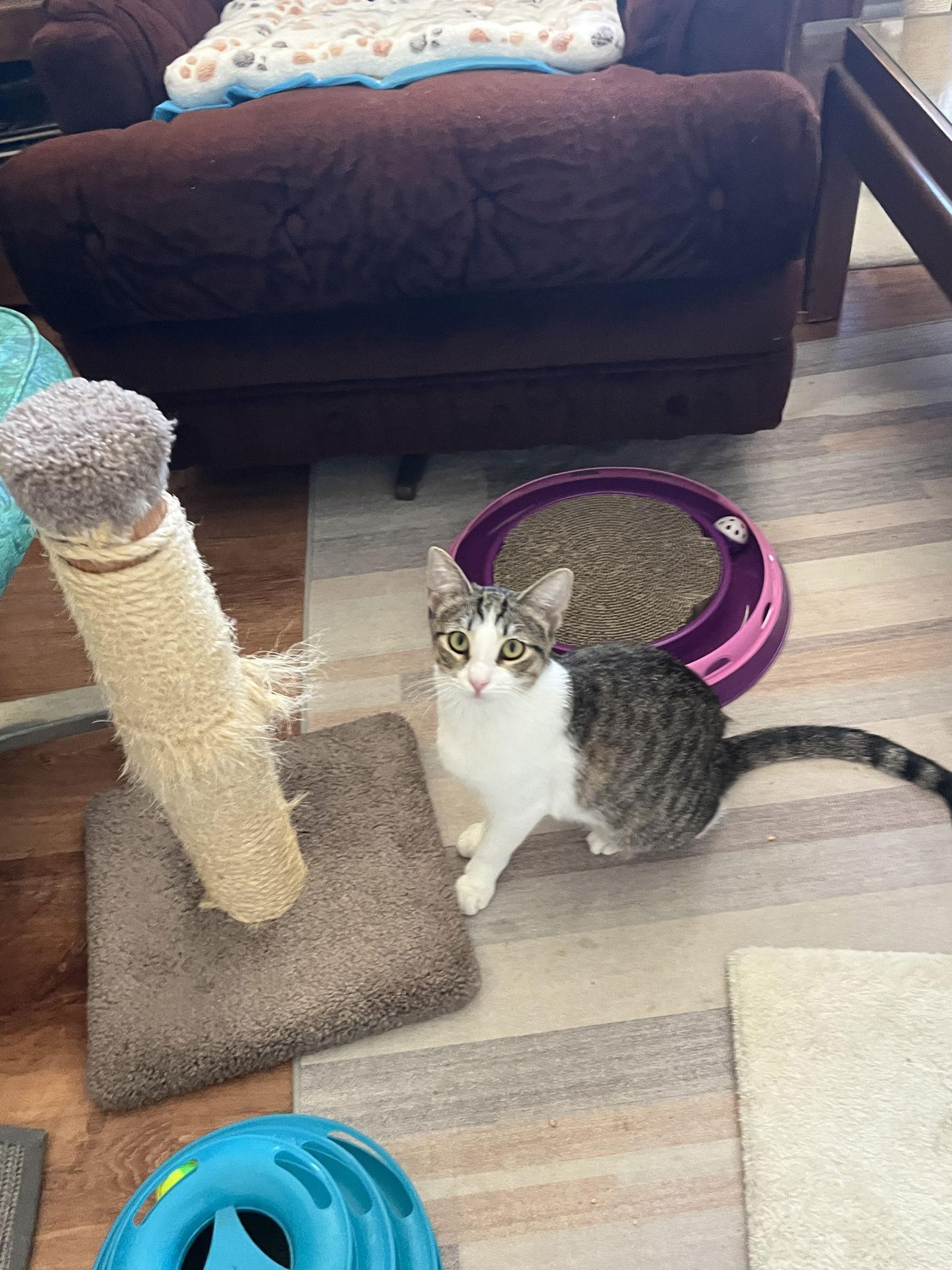 Rosebud Bonded With Mela