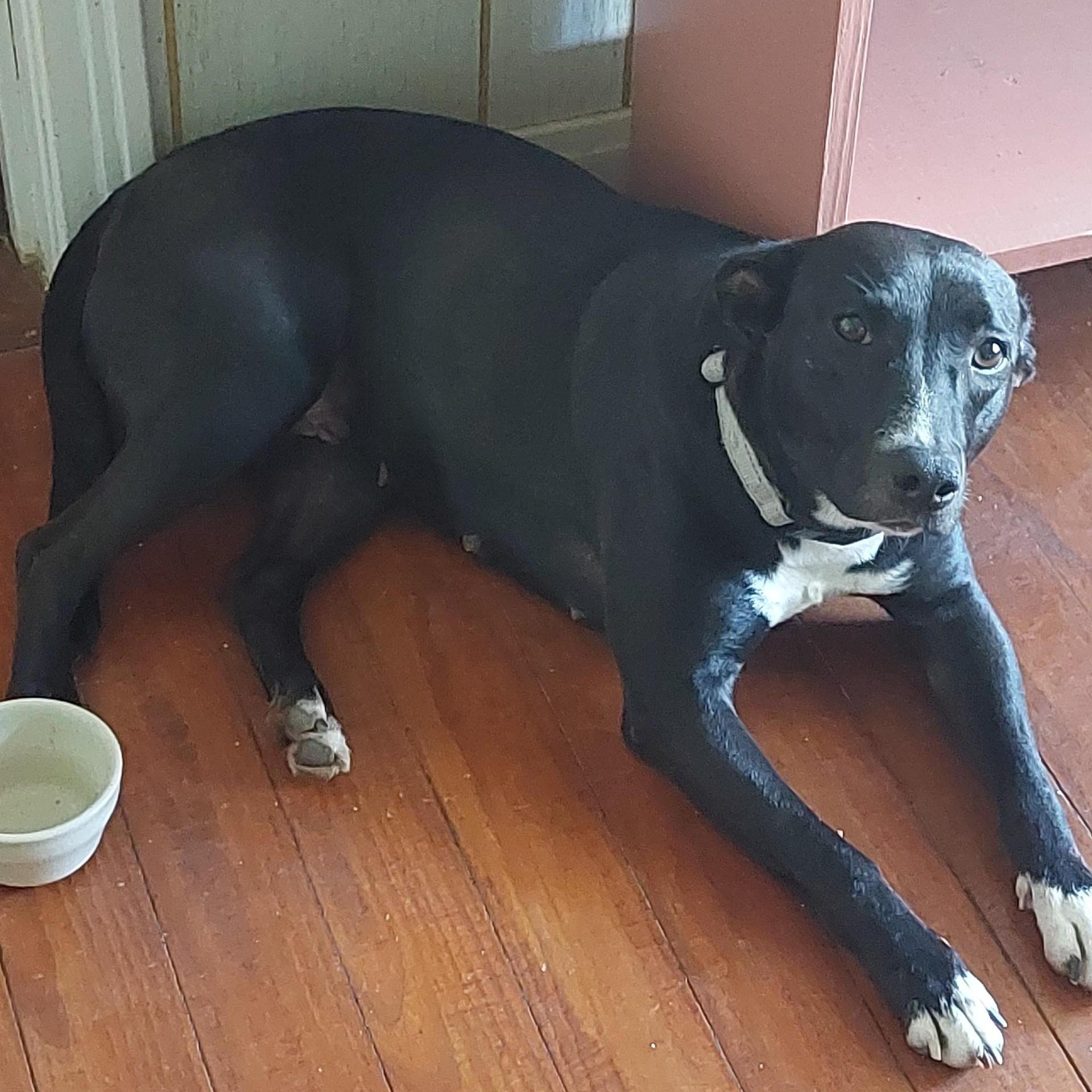 An adult medium-sized female Black Labrador Retriever dog named Ebony for adoption in Houston, TX