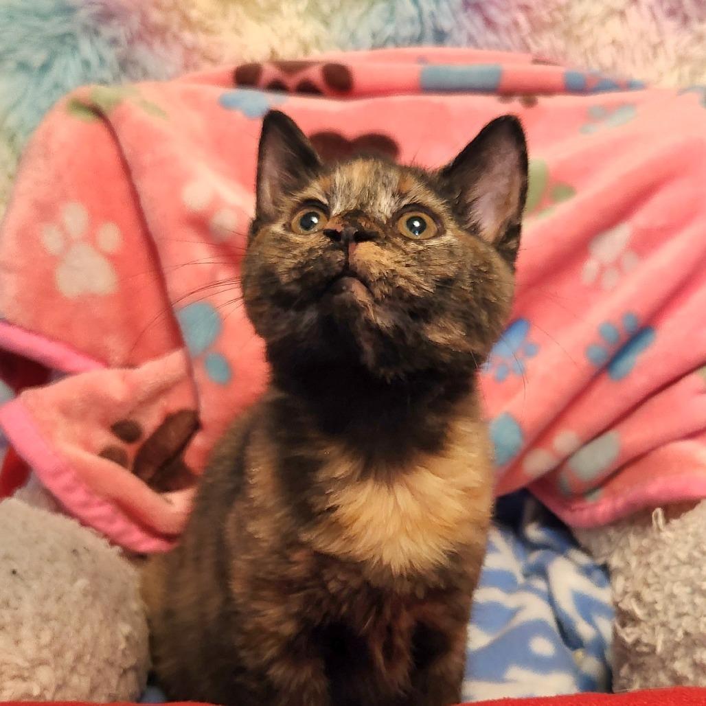A baby small-sized female Tortoiseshell Domestic Short Hair cat named Jewel In Woodbridge for adoption in Alexandria, VA